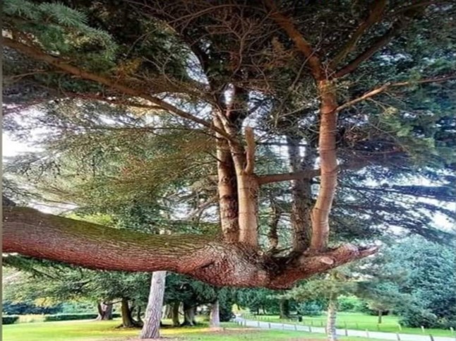 zdjęcie drzewa